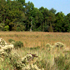 View of Wetlands